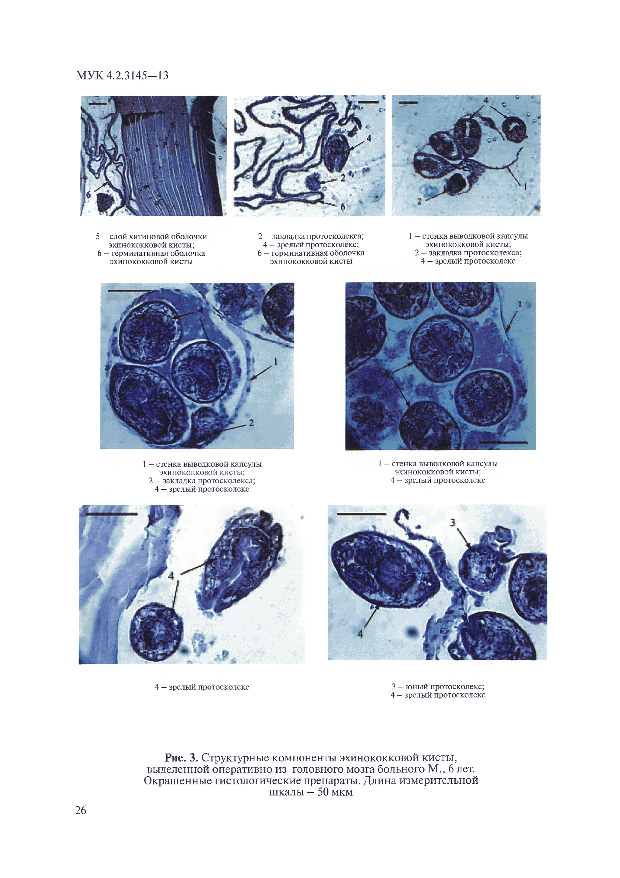 МУК 4.2.3145-13