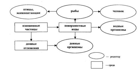 Трофические цепи, сети, экологические пирамиды