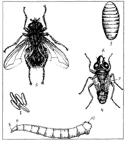 Домашняя муха развитие. Личинки мух Имаго. Стадии развития личинок мух. Личинки и куколки синантропных мух. Мухи-Жигалки паразитология.